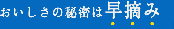 おいしさの秘密は早摘み